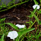 White Hige Morning Glory 50 PCS Seeds