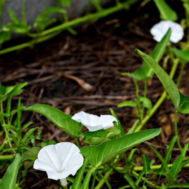 White Hige Morning Glory 50 PCS Seeds