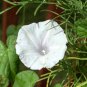 White Hige Morning Glory 50 PCS Seeds