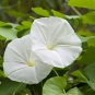 White Hige Morning Glory 50 PCS Seeds