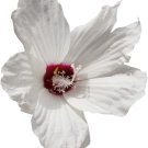 White Hibiscus Flowers Perennial Plants 50 PCS Seeds White Hibiscus Flowers Perennial Plants 50 PCS Seeds