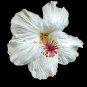 White Hibiscus Flowers Perennial Plants 50 PCS Seeds