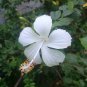 White Hibiscus Flowers Perennial Plants 50 PCS Seeds