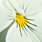 White Herb Pansy Flower Original Pack 50 PCS Seeds White Herb Pansy Flower Original Pack 50 PCS Seeds