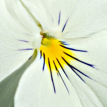 White Herb Pansy Flower Original Pack 50 PCS Seeds