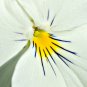 White Herb Pansy Flower Original Pack 50 PCS Seeds