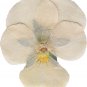 White Herb Pansy Flower Original Pack 50 PCS Seeds