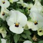 White Herb Pansy Flower Original Pack 50 PCS Seeds