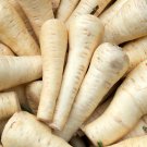 White Gem Parsnip Carrot Vegetables 100 PCS Seeds White Gem Parsnip Carrot Vegetables 100 PCS Seeds