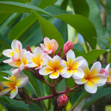 Plumeria rubra Mixed 100 PCS Seeds