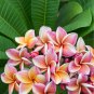 Plumeria rubra Mixed 100 PCS Seeds