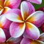 Plumeria rubra Mixed 100 PCS Seeds