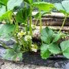 Toscana F1 Fleurostar Strawberry 100 PCS Seeds