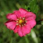 Toscana F1 Fleurostar Strawberry 100 PCS Seeds