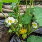 Toscana F1 Fleurostar Strawberry 100 PCS Seeds