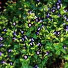 Torenia Fournieri Bonsai Amazing Flower 100 PCS Seeds