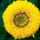 Tom's Bear Sunflower Annual Big Flower 15 PCS Seeds