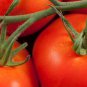 Tomato Bright Red Middle F1 Hybrid 300 PCS Seeds