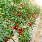 Tomatoberry Garden Hybrid Tomato 100 PCS Seeds