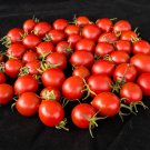 Tiny Tim Dwarf Tomato Bonsai Fruits 30 PCS Seeds Tiny Tim Dwarf Tomato Bonsai Fruits 30 PCS Seeds