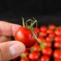 Tiny Tim Dwarf Tomato Bonsai Fruits 30 PCS Seeds