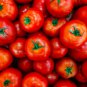 Tiny Tim Dwarf Tomato Bonsai Fruits 30 PCS Seeds