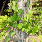 Tinospora Cordifolia Giloy Guduchi 10 PCS Seeds Tinospora Cordifolia Giloy Guduchi 10 PCS Seeds