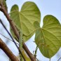 Tinospora Cordifolia Giloy Guduchi 10 PCS Seeds