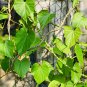 Tinospora Cordifolia Giloy Guduchi 10 PCS Seeds