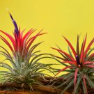 Tillandsia ionantha Guatamala 5 PCS Seeds Tillandsia ionantha Guatamala 5 PCS Seeds