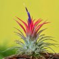 Tillandsia ionantha Guatamala 5 PCS Seeds
