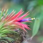 Tillandsia ionantha Guatamala 5 PCS Seeds