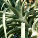 Tillandsia Funckiana Air Plant 10 PCS Seeds Tillandsia Funckiana Air Plant 10 PCS Seeds