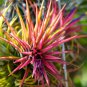Tillandsia Cyanea Bonsai Tillandsia Orchid Potted Flower 100 PCS Seeds