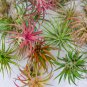 Tillandsia Cyanea Bonsai Tillandsia Orchid Potted Flower 100 PCS Seeds