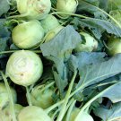 Tianjin Green Kohlrabi Orange Turnip cabbage 500 PCS Seeds Tianjin Green Kohlrabi Orange Turnip cabbage 500 PCS Seeds