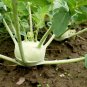 Tianjin Green Kohlrabi Orange Turnip cabbage 500 PCS Seeds