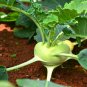 Tianjin Green Kohlrabi Orange Turnip cabbage 500 PCS Seeds