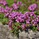 Thymus serpyllum 'Creeping Thyme' Ground Covers 20 PCS Seeds Thymus serpyllum 'Creeping Thyme' Ground Covers 20 PCS Seeds