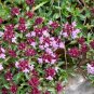 Thymus serpyllum 'Creeping Thyme' Ground Covers 20 PCS Seeds