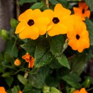 Thunbergia Alata Black-Eyed Susan Vine 10 PCS Seeds Thunbergia Alata Black-Eyed Susan Vine 10 PCS Seeds