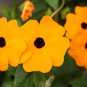 Thunbergia Alata Black-Eyed Susan Vine 10 PCS Seeds