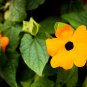 Thunbergia Alata Black-Eyed Susan Vine 10 PCS Seeds