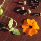 Thunbergia Orange Black Eyed Susan Vine Morning Glory Climbing 20 PCS Seeds