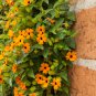 Thunbergia Orange Black Eyed Susan Vine Morning Glory Climbing 20 PCS Seeds