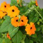 Thunbergia Orange Black Eyed Susan Vine Morning Glory Climbing 20 PCS Seeds