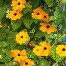 Thunbergia Alata Flower Black Eyed Susan Vine Yellow Color 10 PCS Seeds