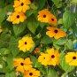 Thunbergia Alata Flower Black Eyed Susan Vine Yellow Color 10 PCS Seeds
