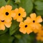 Thunbergia Alata Flower Black Eyed Susan Vine Yellow Color 10 PCS Seeds