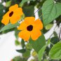 Thunbergia Alata Flower Black Eyed Susan Vine Yellow Color 10 PCS Seeds